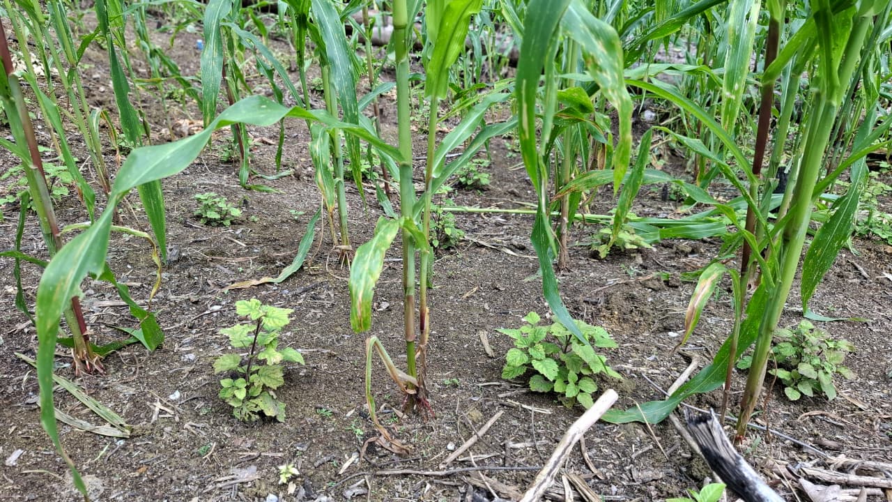 Whatsapp Image 2026 02 27 At 16 28